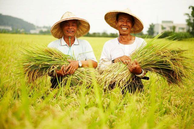 中興米用生命成就台灣米的精彩