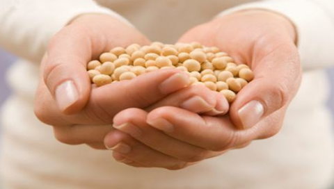 周一芝加哥大豆反彈收漲