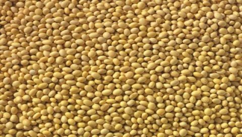 南美洲產出料大增、黃豆摔一年低點