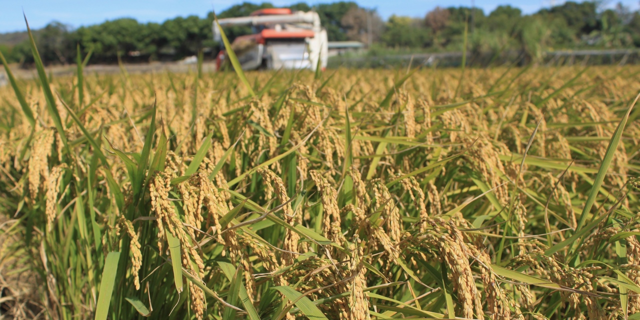 公糧 50 年》通膨壓迫稻農，公糧漲價呼聲再起，對稻米產業是福是禍？